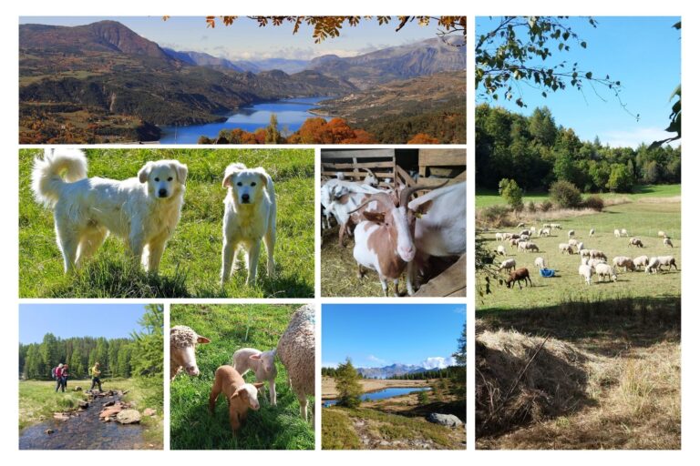 Séjour Individuel Couleurs d'automne, bergers et moutons