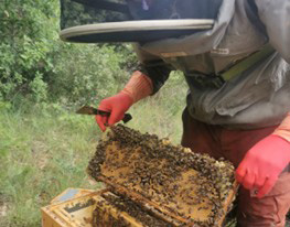 Le miel des fleurs de montagne de l'apiculteur local